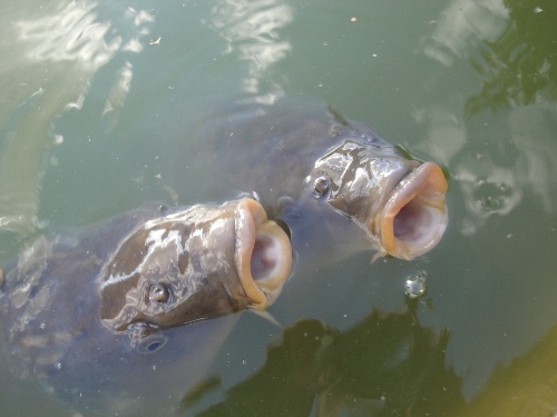 https://www.naturtheater-reutlingen.de/content/igal/dsc00078-HUQWZO-L-16425.jpg