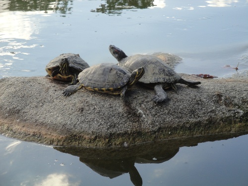 https://www.naturtheater-reutlingen.de/content/igal/dsc00080-8GKAY8-L-16426.jpg